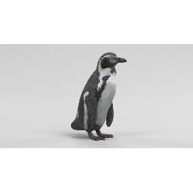 Humboldt Penguin model